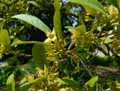 Elaeagnus umbellata Parviflora
