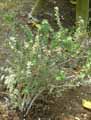 Ericaceae-Gaultheria-mucronata-Gaultherie-mucronee.jpg