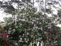 Ericaceae-Rhododendron-Blue-Peter-Rhododendron-20131125214222.jpg