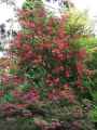 Ericaceae-Rhododendron-arboreum-Rhododendron-en-arbre-20131125214127.jpg