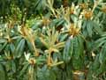 Ericaceae-Rhododendron-bureavii-Rhododendron.jpg