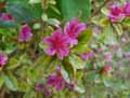 Rhododendron x obtusum Amoenum