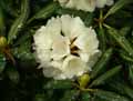 Rhododendron yuakushimanum