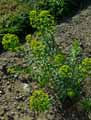 Euphorbiaceae-Euphorbia-esula-Euphorbe-acre.jpg