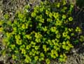 Euphorbia flavicoma ssp. verrucosa
