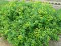 Euphorbia tommasiniana