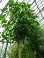 Euphorbiaceae-Hura-crepitans-Bois-diable-Pet-du-diable-Arbre-a-dauphins-Bombardier-Arbre-aux-bougies.jpg