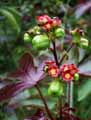 Euphorbiaceae-Jatropha-gossypiifolia-Pourghere-Medicinier-Pignon-d-Inde.jpg
