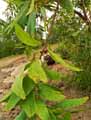 Acacia mangium, Racosperma mangium