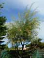 Acacia retinodes
