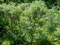 Fabaceae-Amorpha-nana-Faux-indigo-nain.jpg
