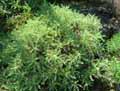 Fabaceae-Astragalus-macrocephalus-Astragale-macrocephale.jpg