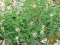 Onobrychis arenaria subsp. arenaria