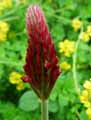 Trifolium incarnatum
