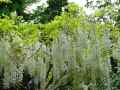 Wisteria floribunda Longissima Alba