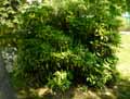Garryaceae-Aucuba-himalaica-Aucuba-de-l-Himalaya.jpg