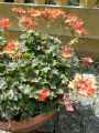 Geraniaceae-Pelargonium-Happy-Orange-Pelargonium-20131127183443.jpg