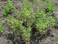 Geraniaceae-Pelargonium-citriodorum-Pelargonium-a-odeur-de-citron.jpg