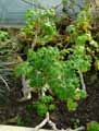 Geraniaceae-Pelargonium-crithmifolium-Pelargonium.jpg