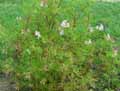Geraniaceae-Pelargonium-denticulatum-Geranium-lierre-4101.jpg