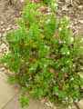 Pelargonium pseudoglutinosum