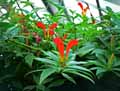 Gesneriaceae-Aeschynanthus-speciosus-Aeschynanthe-remarquable-Plante-rouge-a-levres.jpg