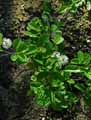 Hamamelidaceae-Fothergilla-major-Fothergilla-geant.jpg