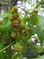 Hamamelidaceae-Liquidambar-styraciflua-Copalme-d-Amerique-20131127184737.jpg