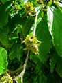 Hamamelidaceae-Parrotia-persica-Parrotie-de-Perse-Arbre-de-fer-Hetre-de-Perse-Arbre-Perroquet.jpg