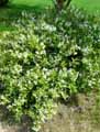 Hydrangeaceae-Deutzia-gracilis-Deutzie-grele.jpg