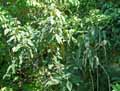 Hydrangeaceae-Hydrangea-aspera-ssp.-sargentiana-Hortensia-Hydrangee.jpg