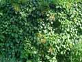Hydrangeaceae-Hydrangea-petiolaris-Hortensia-grimpant.jpg