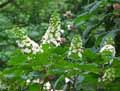Hydrangeaceae-Hydrangea-quercifolia-Hortensia-a-feuilles-de-Chene.jpg
