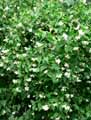 Hydrangeaceae-Philadelphus-coronarius-Seringat-Jasmin-des-poetes.jpg