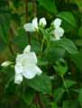 Hydrangeaceae-Philadelphus-x-lemoinei-Seringat.jpg