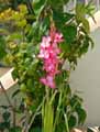 Gladiolus x hortulanus
