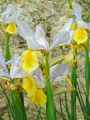 Iridaceae-Iris-Apollo-Iris-20131127191625.jpg