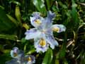 Iridaceae-Iris-confusa-Iris-Bambou.jpg
