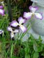 Iridaceae-Iris-ensata-Himatsuri-Iris-du-Japon-Iris-Kaempferi.jpg