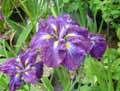 Iridaceae-Iris-ensata-Ledo-Mishiki-Iris-du-Japon-Iris-Ledo-Mishiki.jpg