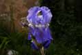 Iridaceae-Iris-germanica-Iris-bleu-d-Allemagne-Iris-des-jardins.jpg