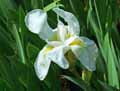 Iridaceae-Iris-latifolia-Iris-a-larges-feuilles-Iris-des-Pyrenees.jpg