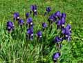 Iridaceae-Iris-lutescens-Iris-des-guarrigues-Iris-nain.jpg