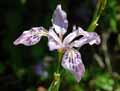 Iridaceae-Iris-millesi-Iris.jpg