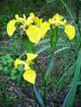 Iridaceae-Iris-pseudoacorus-Iris-faux-Acore-Iris-jaune-Flambe-d-eau-Glaies-en-saintonge.jpg