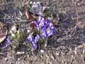 Iridaceae-Iris-reticulata-Iris-reticule.jpg
