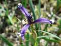 Iridaceae-Iris-spuria-Iris-batard.jpg