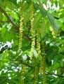 Pterocarya fraxinifolia, Pterocarya caucasica