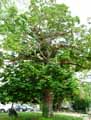 Pterocarya fraxinifolia, Pterocarya caucasica
