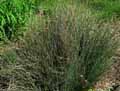Juncaceae-Juncus-inflexus-Juncus-glaucus-Jonc-glauque-Jonc-des-jardiniers-Jonc-courbe.jpg